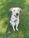 adoptable Dog in Broomfield, CO named June Lake / Blanco