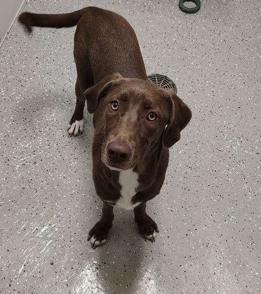 adoptable Dog in Broomfield, CO named Lablanc / Chaka