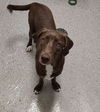 adoptable Dog in Broomfield, CO named Lablanc / Chaka