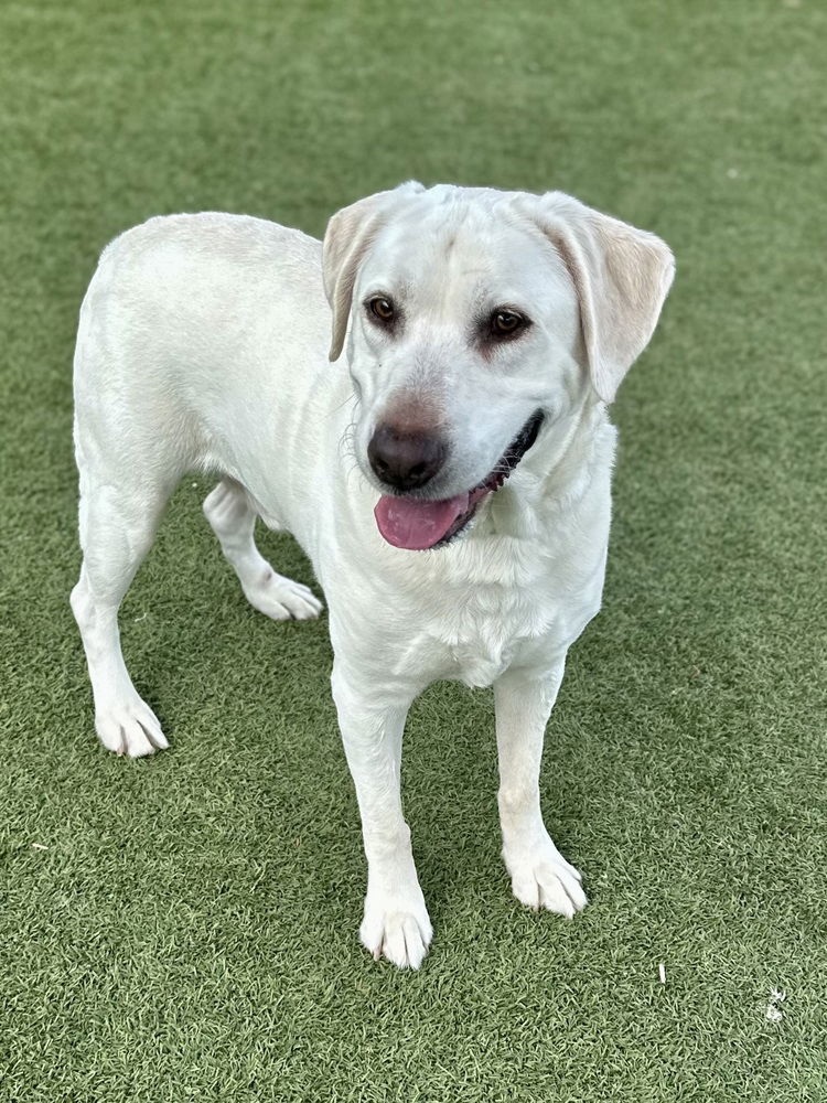 adoptable Dog in Broomfield, CO named Makar / Buckie