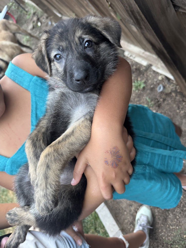 adoptable Dog in Broomfield, CO named Maccelli / Elliot