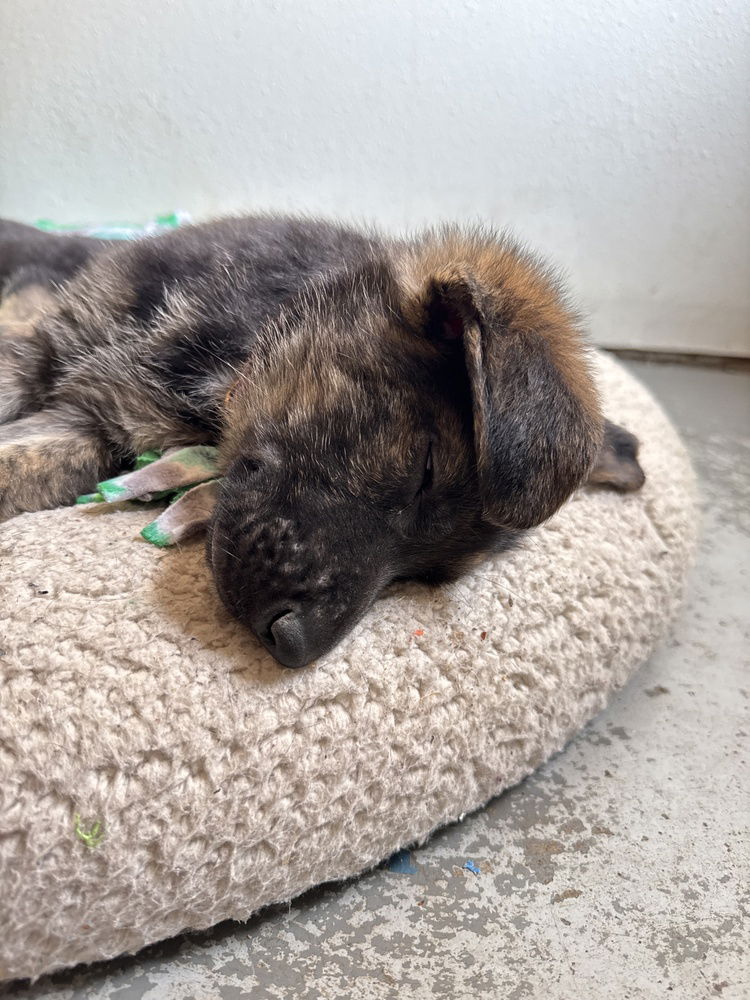 adoptable Dog in Broomfield, CO named Maatta / Musser / Frank