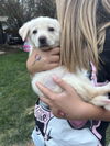 adoptable Dog in  named Mahura / Goldie
