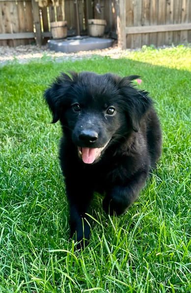 adoptable Dog in Broomfield, CO named Marcheniko / Dash