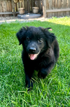 adoptable Dog in  named Marcheniko / Dash