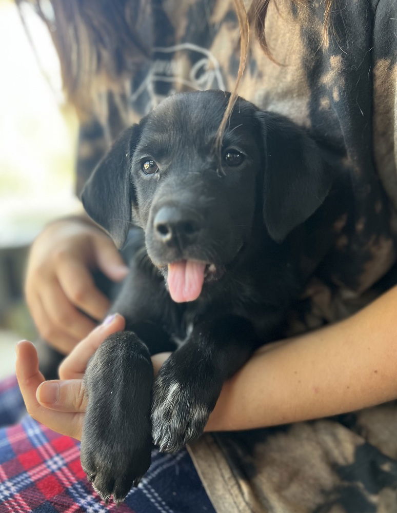 adoptable Dog in Broomfield, CO named Martinook / Flash