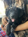 adoptable Dog in  named Martinook / Flash