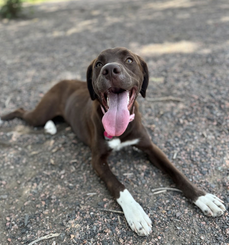 adoptable Dog in Broomfield, CO named Isleton / Honey