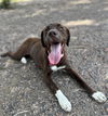 adoptable Dog in  named Isleton / Honey