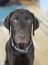 adoptable Dog in  named Necas / Atlas