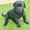 adoptable Dog in  named Nichushkin / Luna