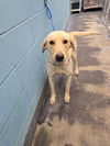 adoptable Dog in  named Nieto / Draco