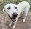adoptable Dog in  named Noesen / Ruby