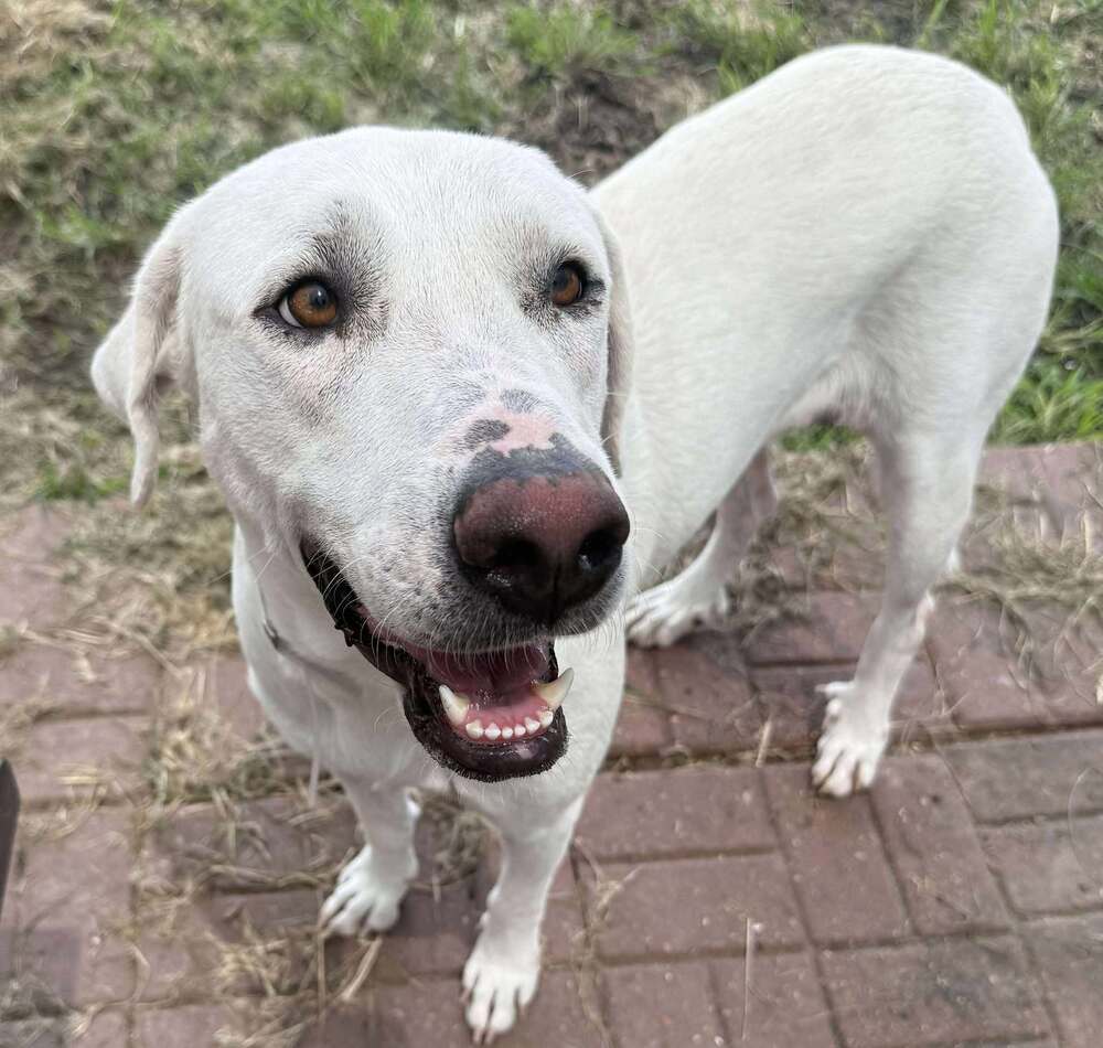adoptable Dog in Broomfield, CO named Noesen / Ruby