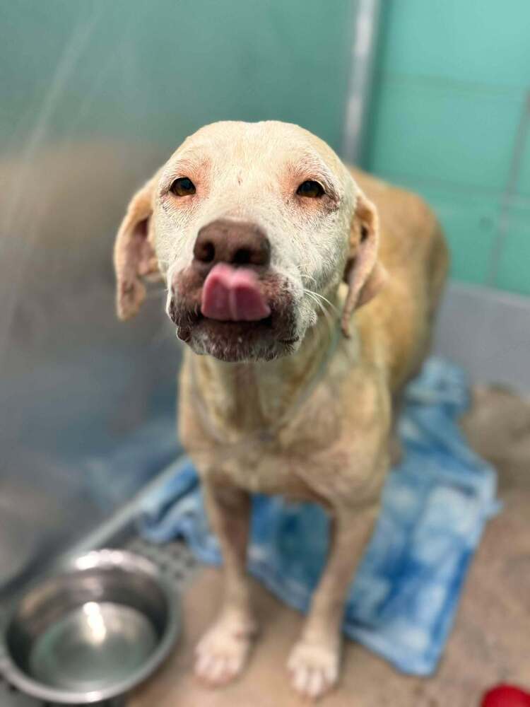 adoptable Dog in Broomfield, CO named Nyman / Tootsie