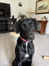 adoptable Dog in  named Hermosa Beach / Jebbi (Coda)
