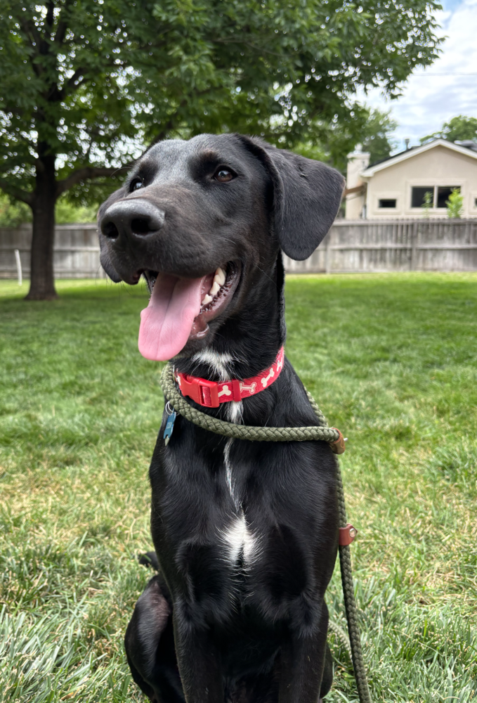 adoptable Dog in Broomfield, CO named Hermosa Beach / Jebbi (Coda)