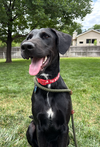 adoptable Dog in  named Hermosa Beach / Jebbi (Coda)