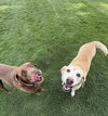 adoptable Dog in  named Orlov / Maryanne