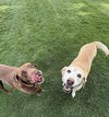 adoptable Dog in  named Oleksiak / Ginger