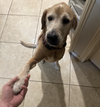 adoptable Dog in  named Pageau / Marlee