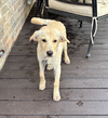 adoptable Dog in  named Palat / Lennie