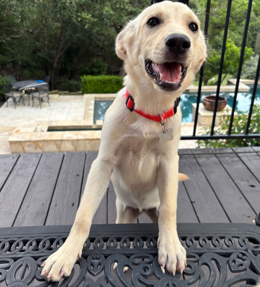 adoptable Dog in Broomfield, CO named Palat / Linnie