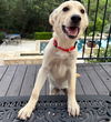 adoptable Dog in  named Palat / Linnie