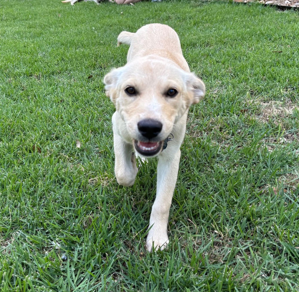 adoptable Dog in Broomfield, CO named Palmieri / Janie