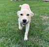 adoptable Dog in  named Palmieri / Janie