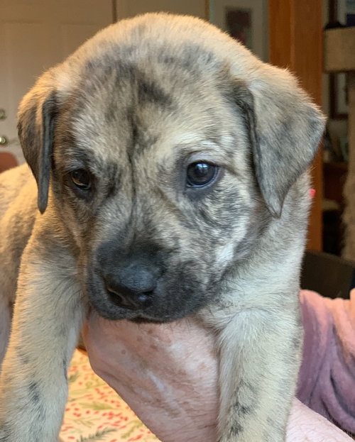 TERBENCHE / BEAR - Labrador Retriever available for adoption