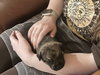 Terbenche / Bear - Photo 2