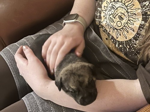 TERBENCHE / BEAR - Labrador Retriever available for adoption