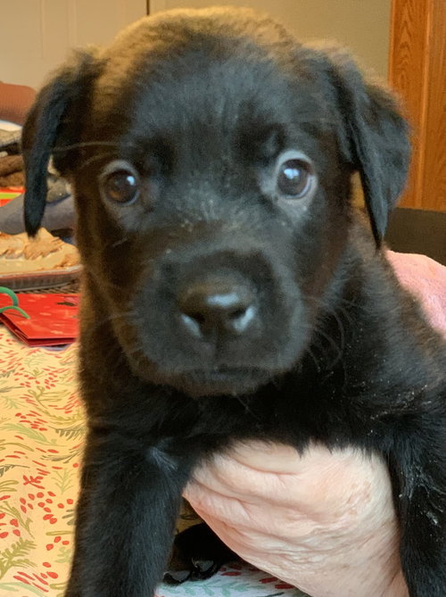 TERRION / BATMAN - Labrador Retriever available for adoption