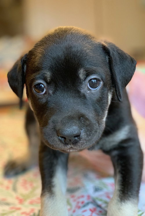 TERTYSHNY / OLLIE - Labrador Retriever available for adoption