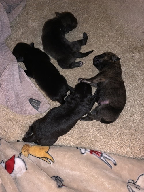 TERTYSHNY / OLLIE - Labrador Retriever available for adoption