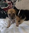 Adduono / Darcy - Photo 1