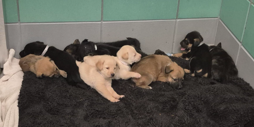 ADDUONO / DARCY - Labrador Retriever available for adoption