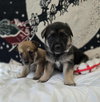 Adduono / Darcy - Photo 3