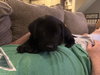 Akenson / Milo - Photo 2