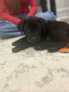 Akenson / Milo - Photo 4
