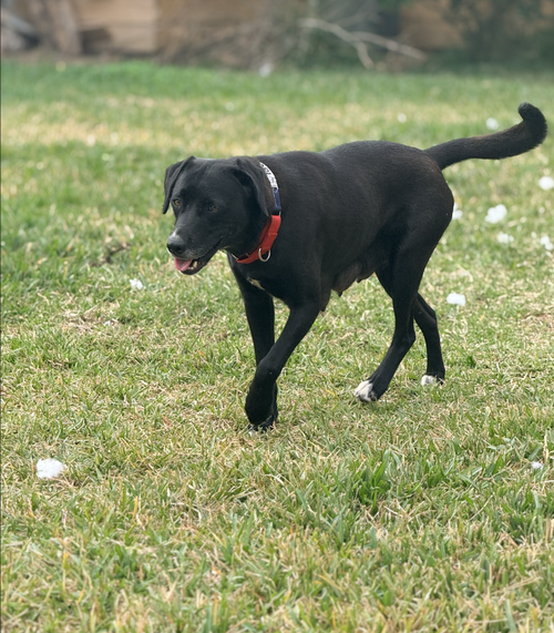 Ahcan / Mabel photo 1