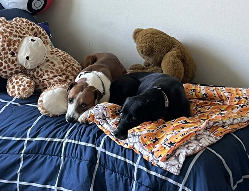 picture of the dog needing adoption