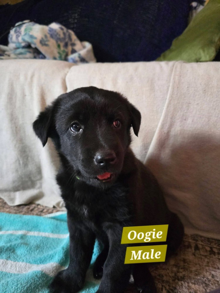 Bancks / Oogie