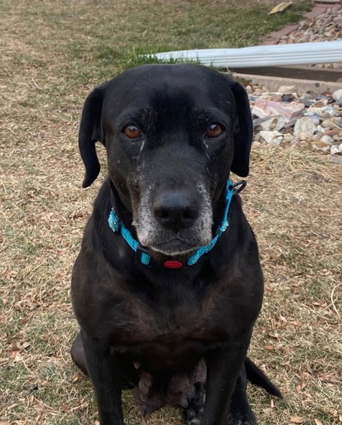 picture of the dog needing adoption