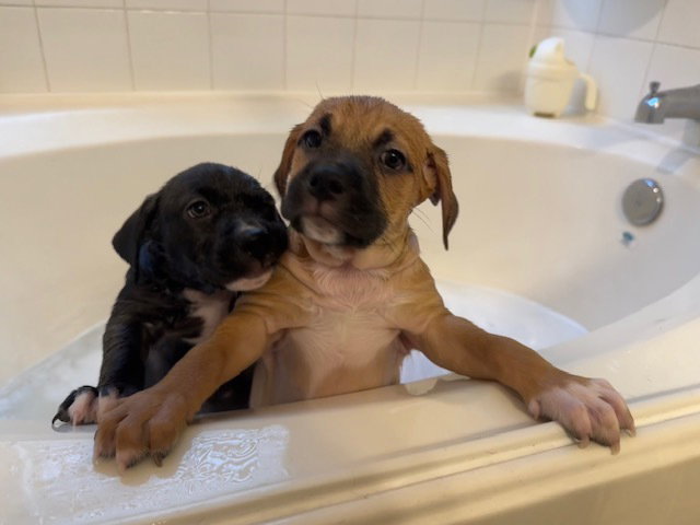 Babin / Muffin Image