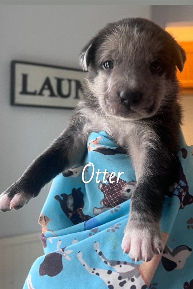 Bitetto / Otter Image