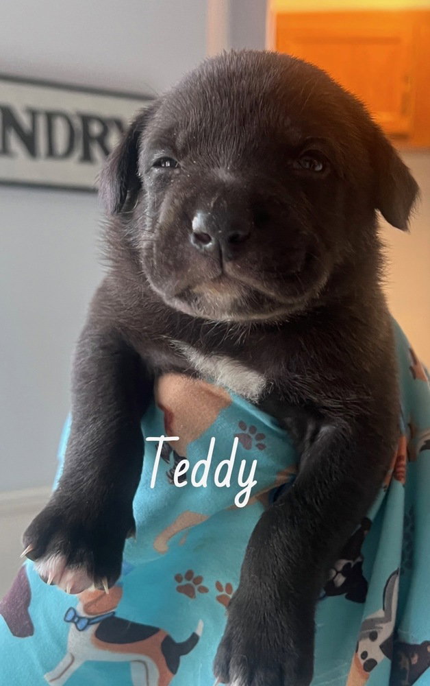 Bertchy / Teddy Image