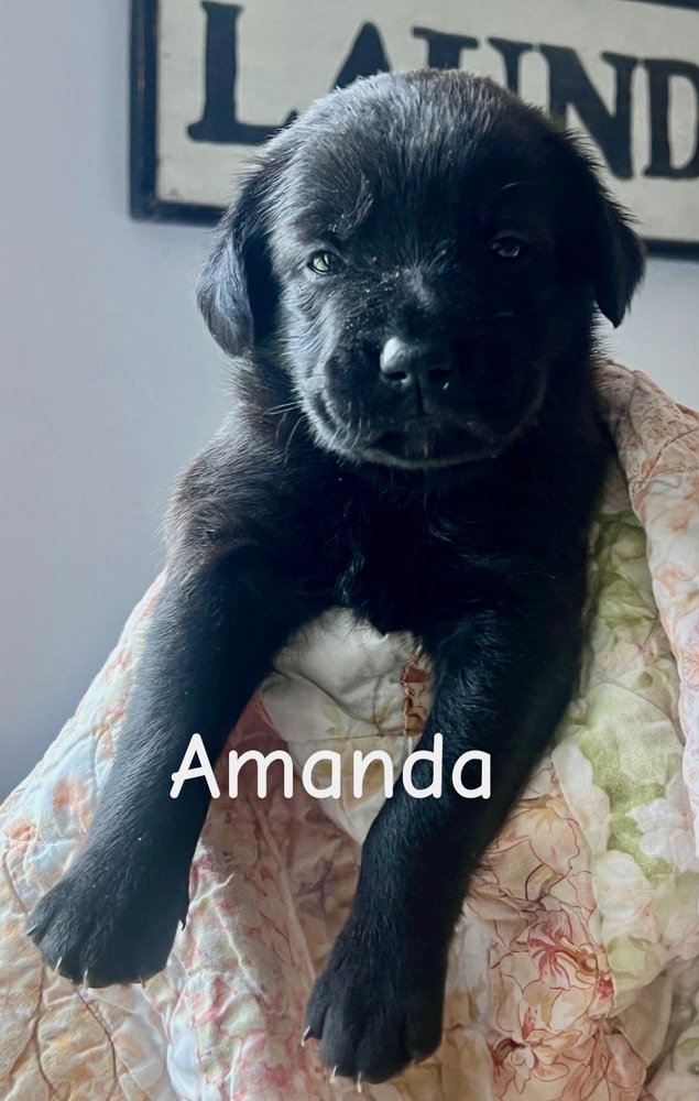 Bemstrom / Amanda Image