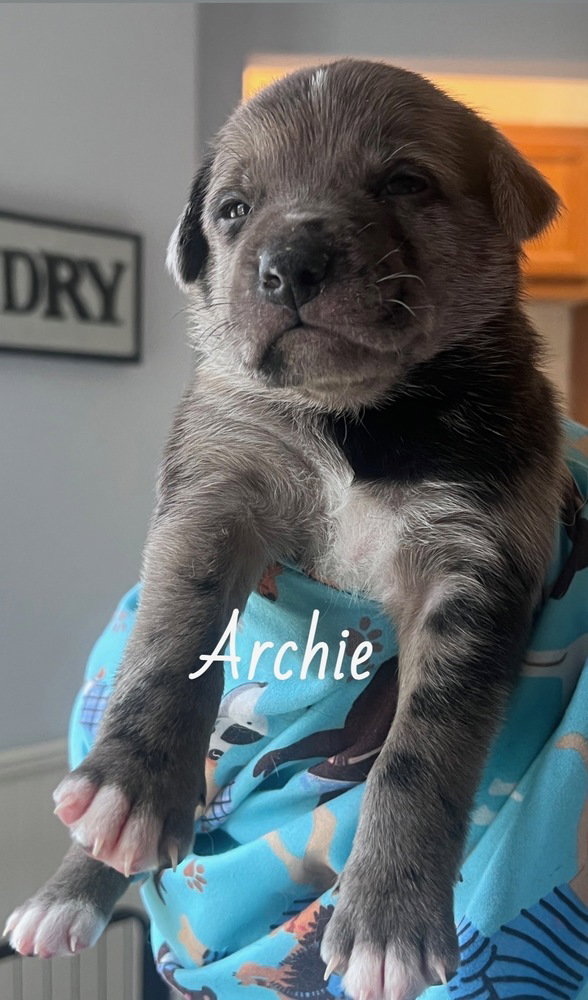Bishai / Archie Image
